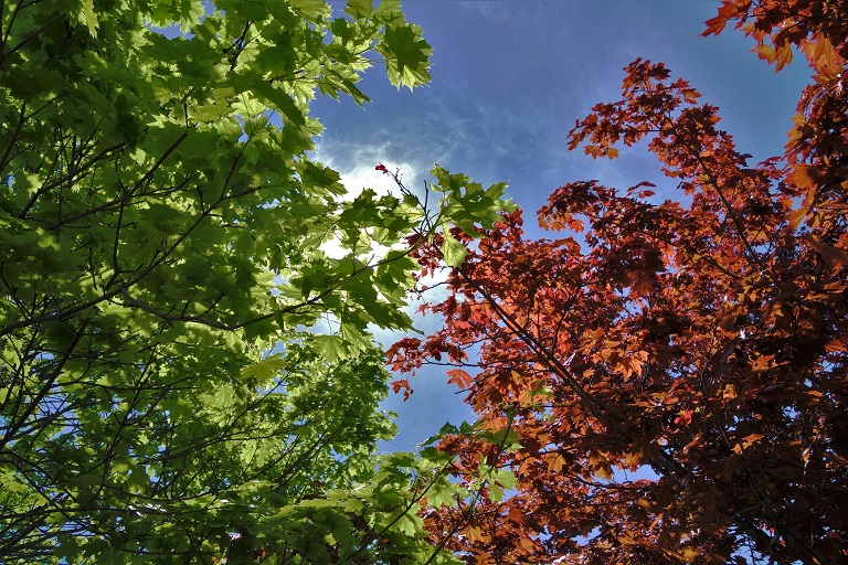 Photo of trees with red and green leaves with sky backdrop